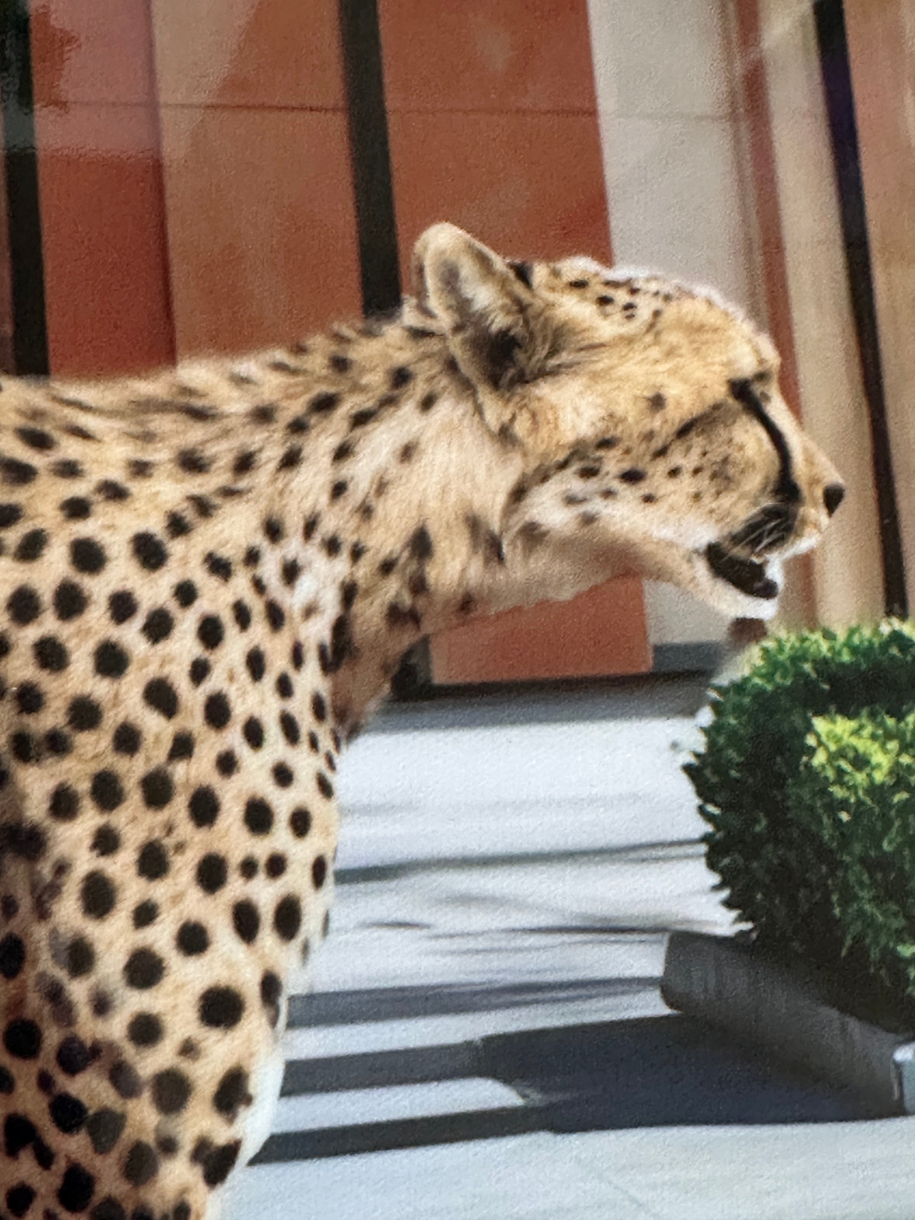 Louis Vuitton Storefront Cheetah Wall Art Framed Luxury Designer Fashion Print Home Decor