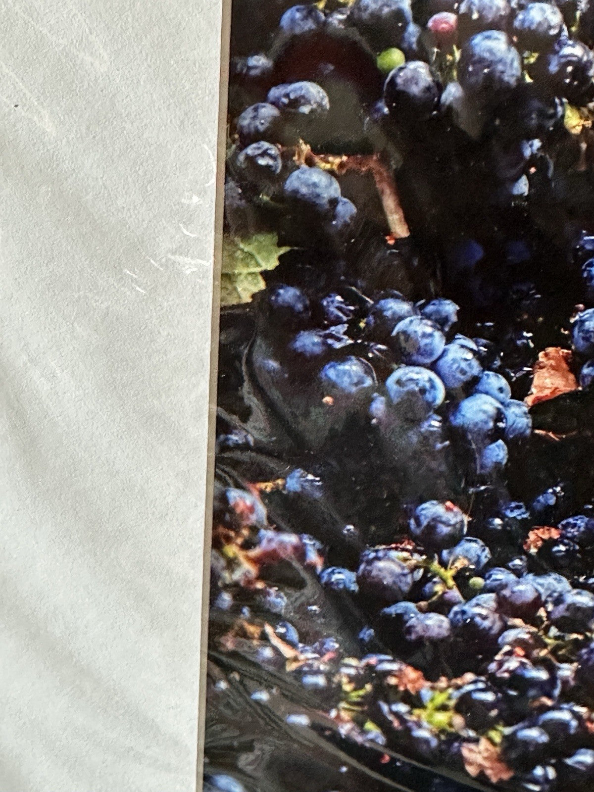 Livermore Valley Grape Wine Vineyards Art Photo Print Signed By Ron Essex 2018