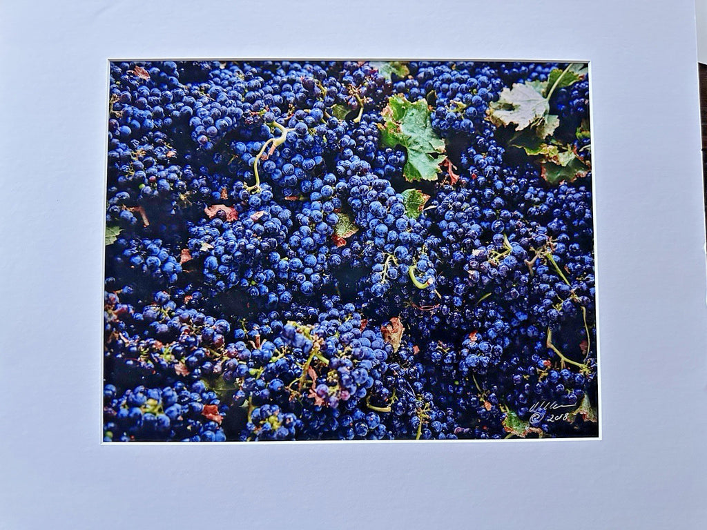 Livermore Valley Grape Wine Vineyards Art Photo Print Signed By Ron Essex 2018