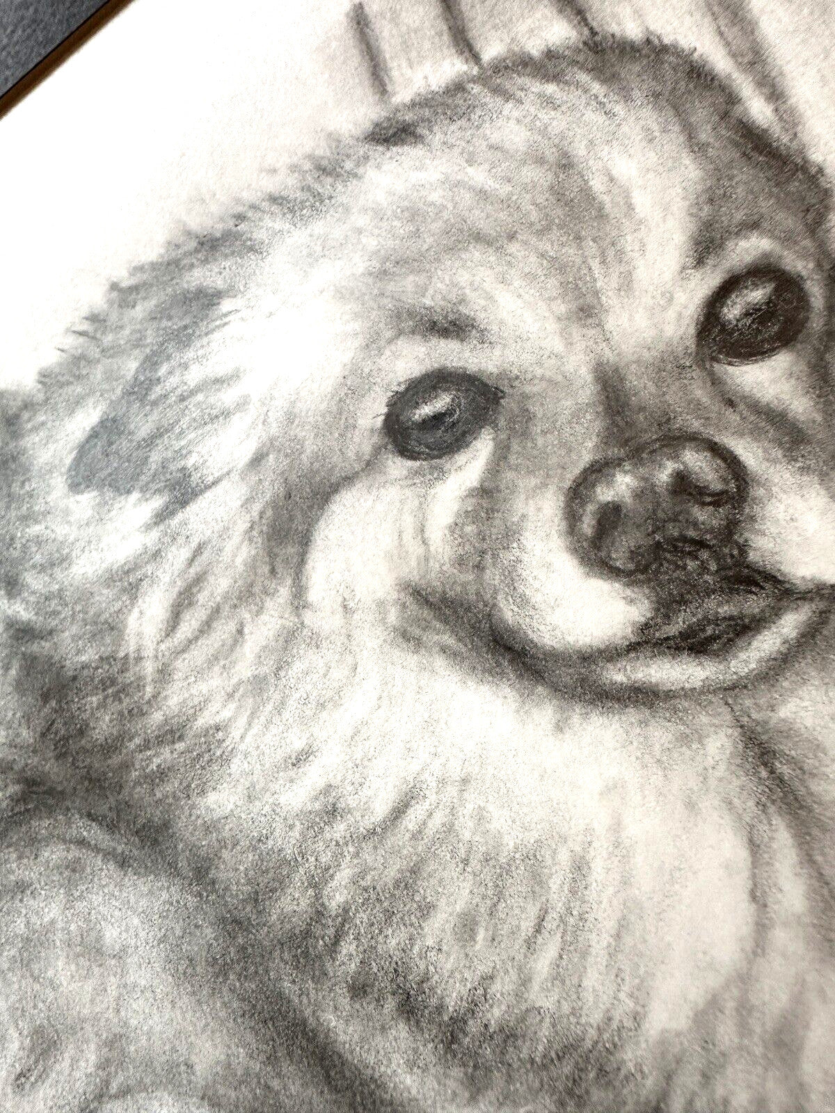 Original Signed Sketch Pomeranian Dog Laying Pencil Art Drawing Picture Animal