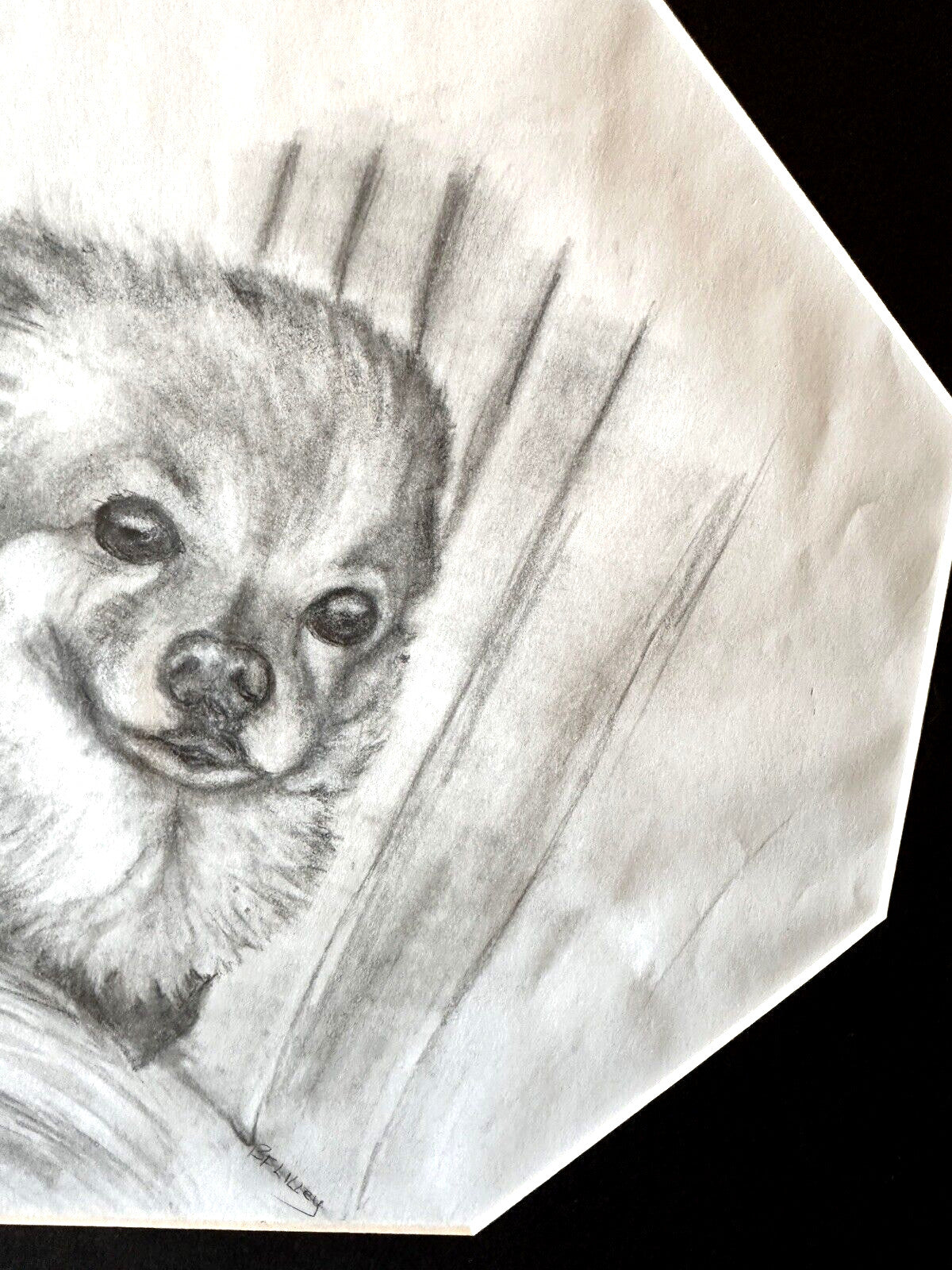 Original Signed Sketch Pomeranian Dog Laying Pencil Art Drawing Picture Animal