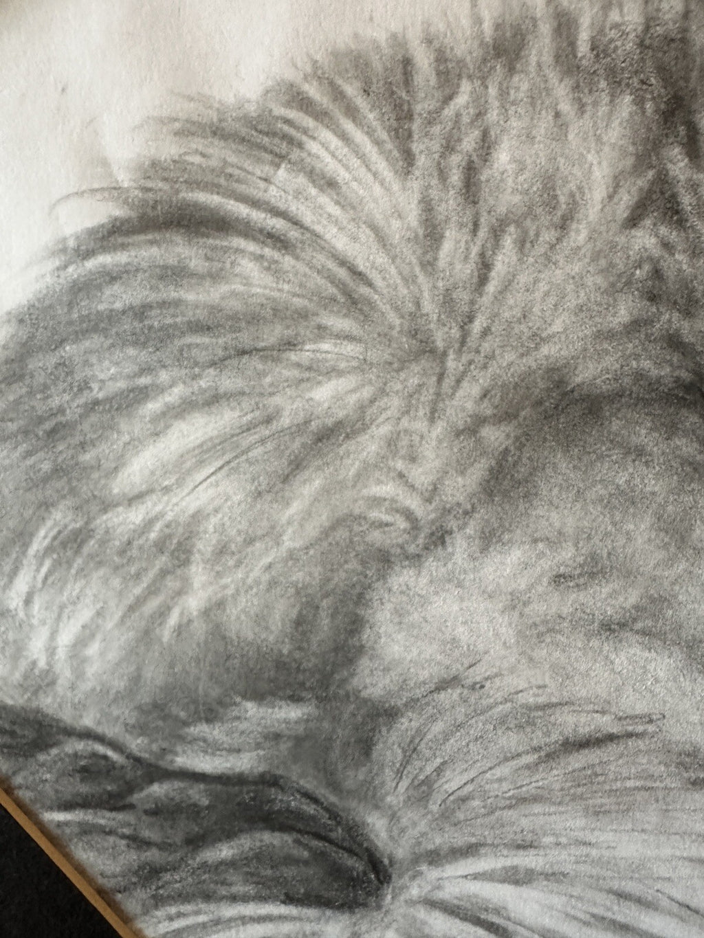 Original Signed Sketch Pomeranian Dog Laying Pencil Art Drawing Picture Animal