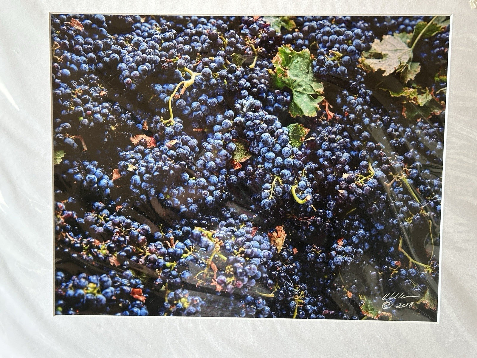 Livermore Valley Grape Wine Vineyards Art Photo Print Signed By Ron Essex 2018