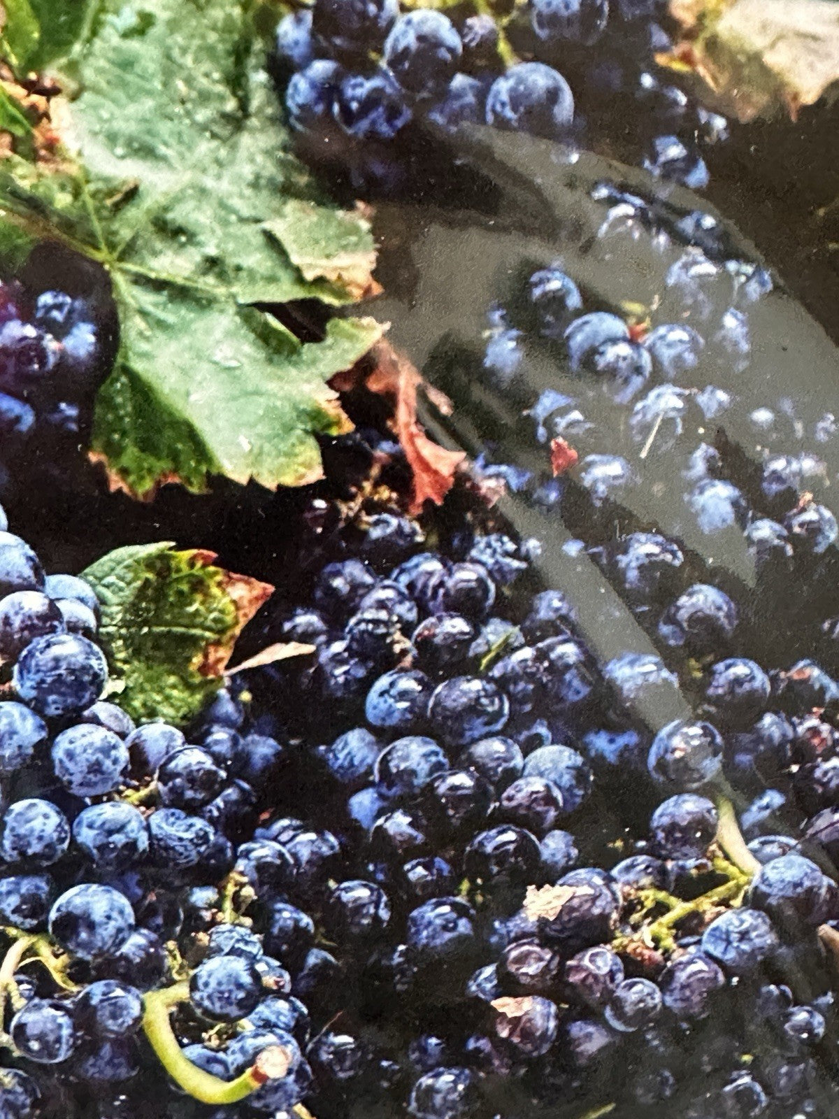 Livermore Valley Grape Wine Vineyards Art Photo Print Signed By Ron Essex 2018